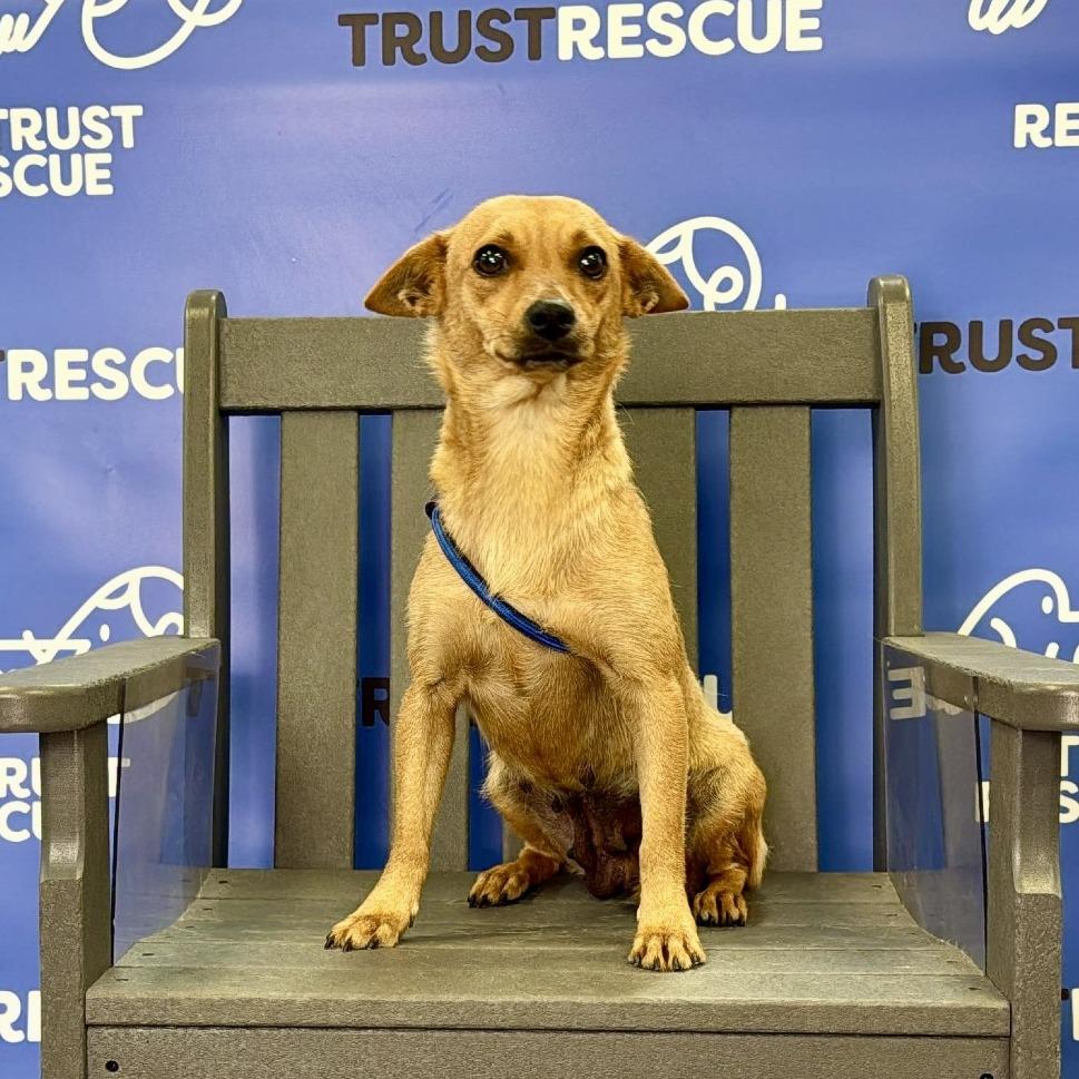 Enlarge SHANDY, a Adoptable Terrier in Atco, NJ image 4/5