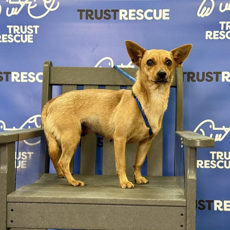 SHANDY, Adoptable, Adult Female Terrier.