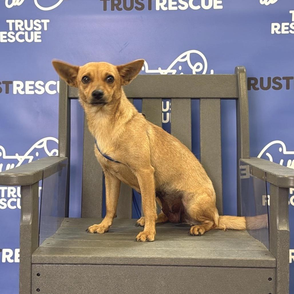 Enlarge SHANDY, a Adoptable Terrier in Atco, NJ image 5/5