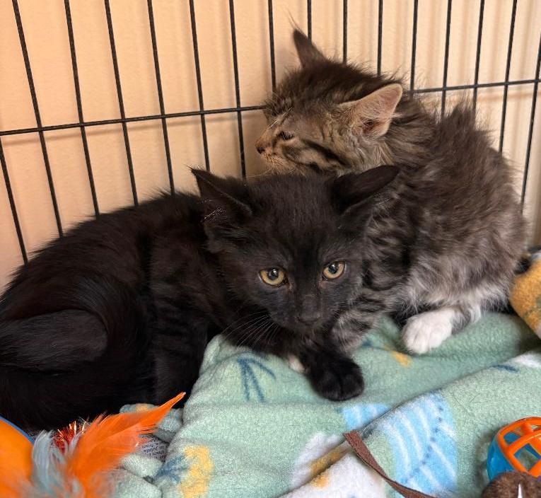 Enlarge Toothless, a ADOPTABLE Domestic Medium Hair in Sayreville, NJ image 2/2