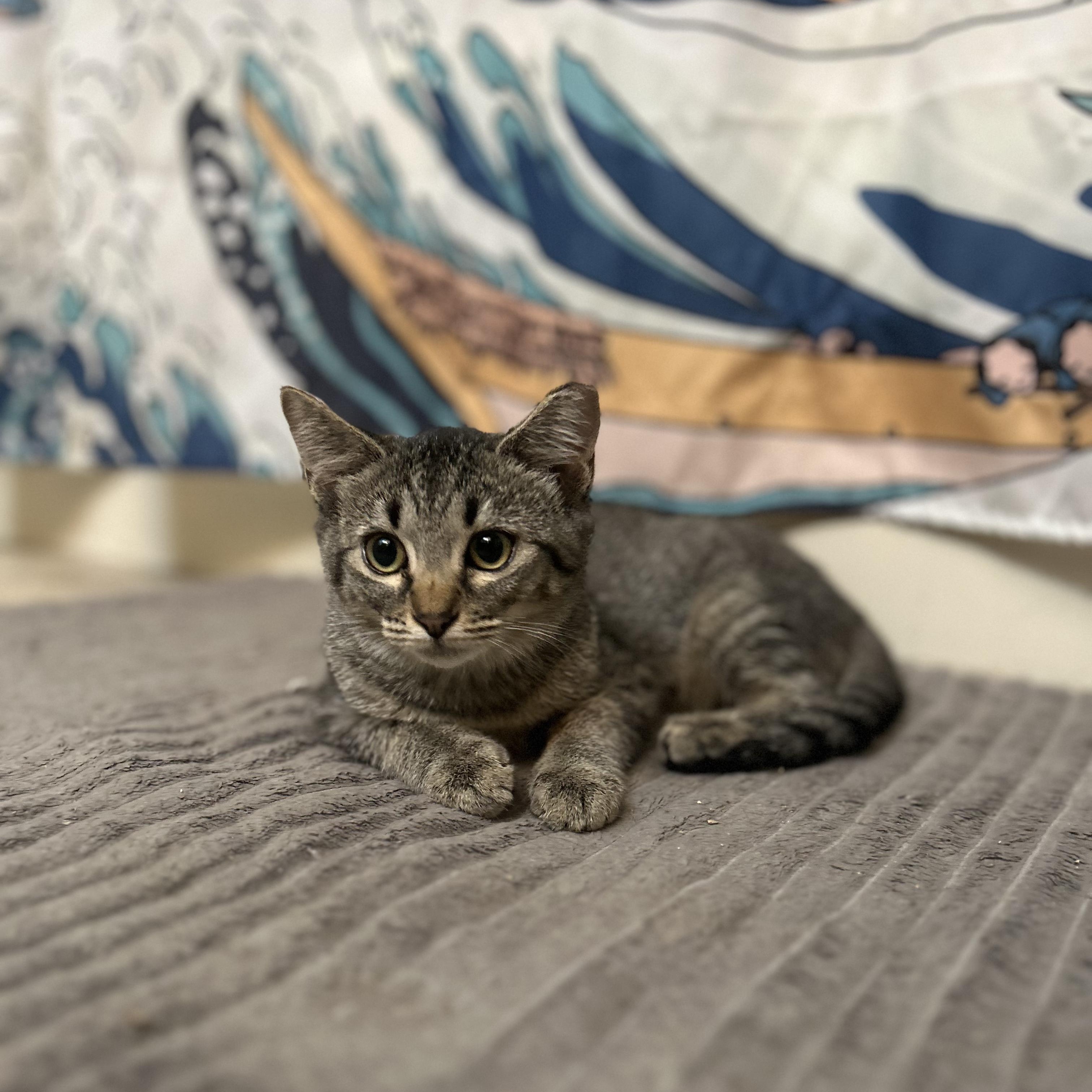 Enlarge Tina, a Adopted Domestic Short Hair in Roanoke, VA image 1/2