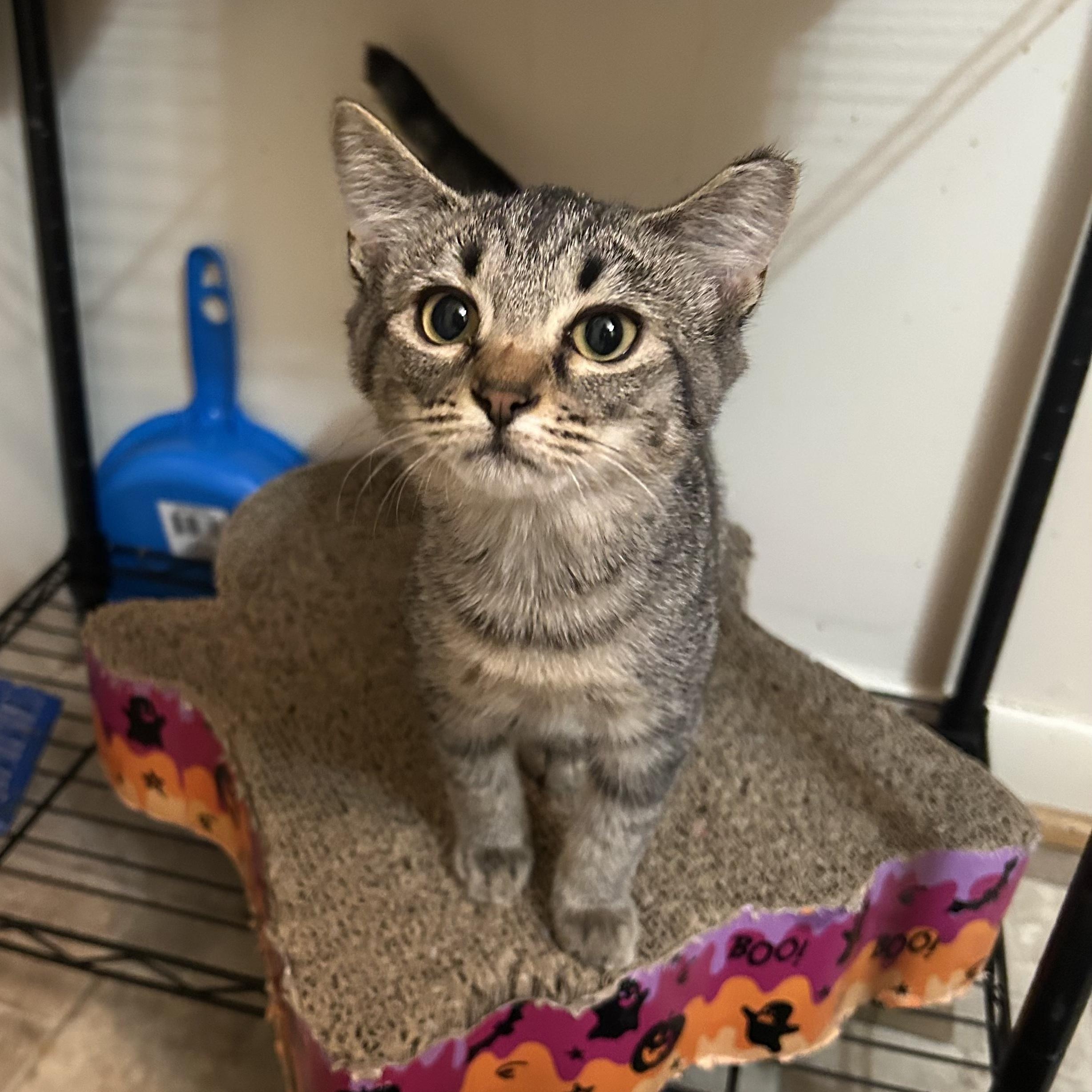Enlarge Tina, a Adopted Domestic Short Hair in Roanoke, VA image 2/2