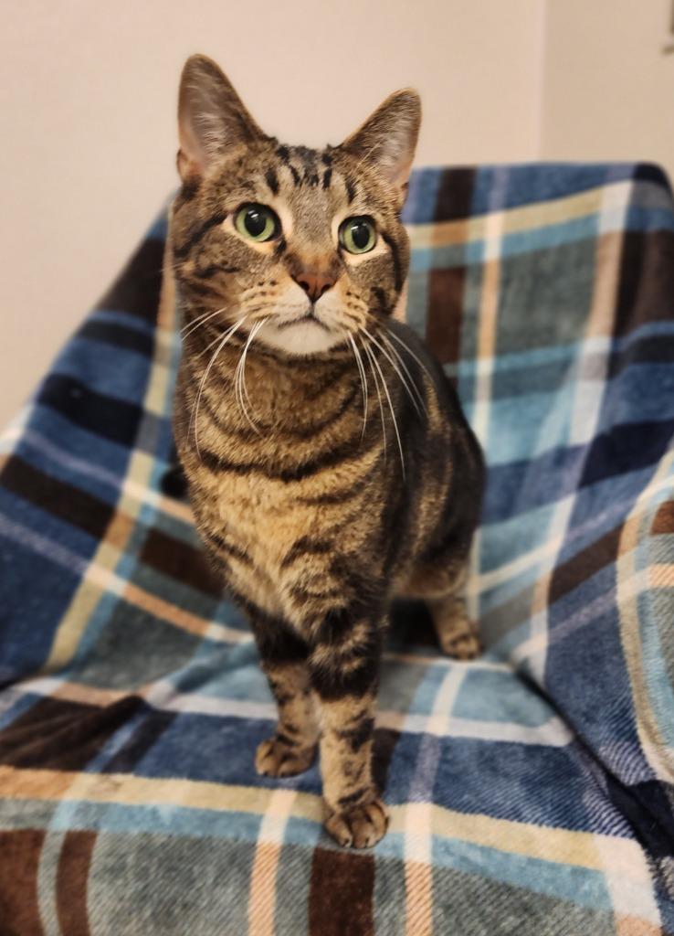 Simon, Adoptable, Adult Male Domestic Short Hair.
