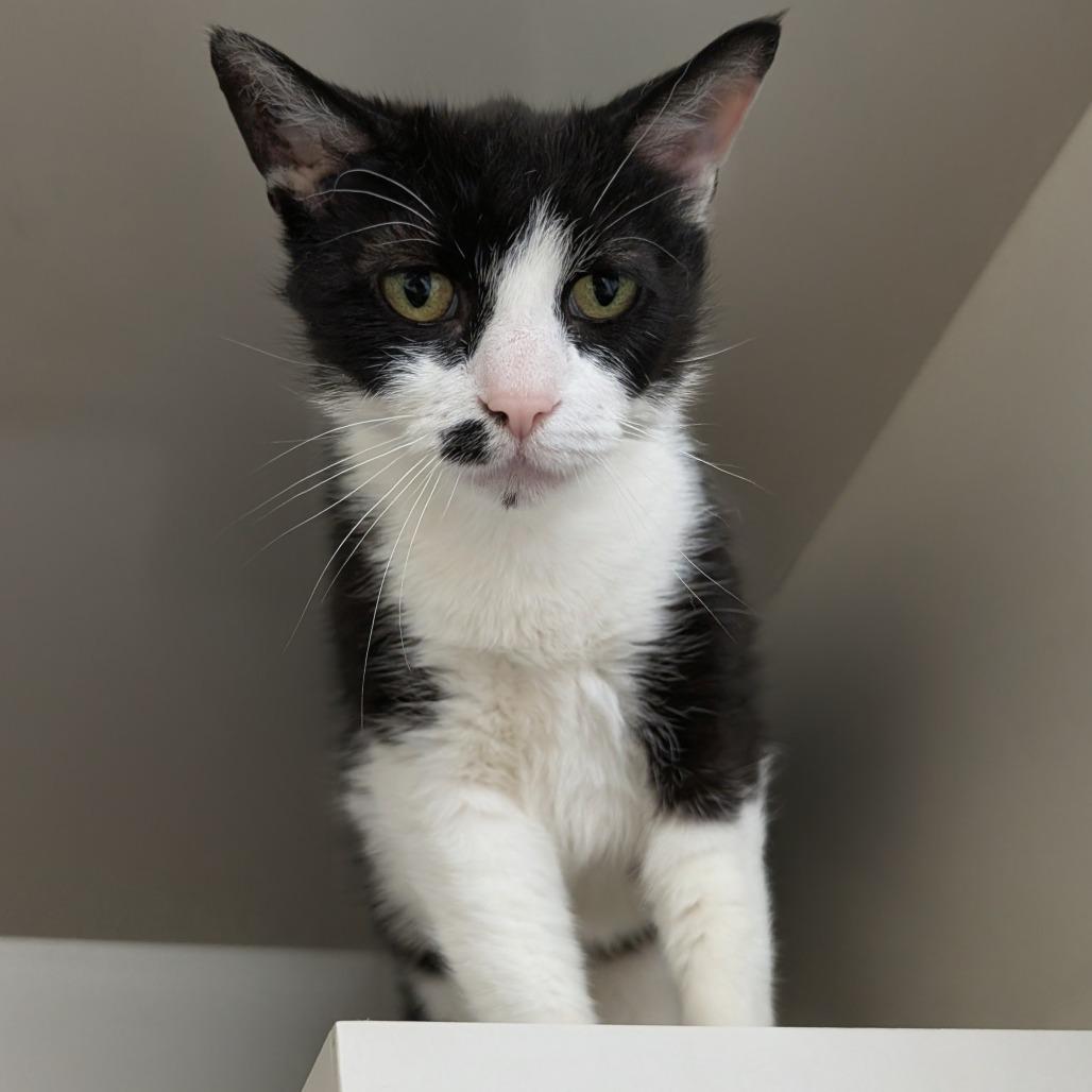 Enlarge Mosha Mosha, a Adoptable Domestic Short Hair in Wheeling, IL image 1/6