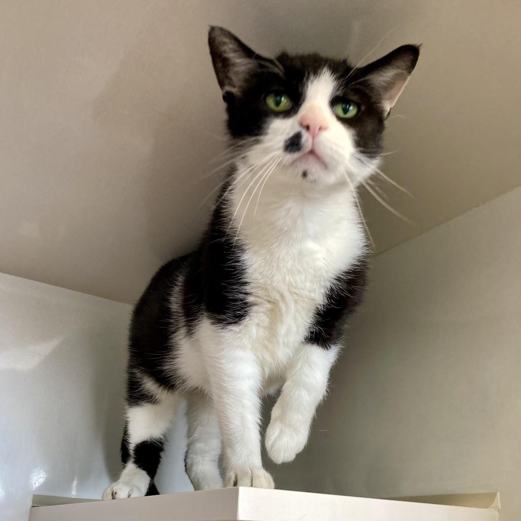 Enlarge Mosha Mosha, a Adoptable Domestic Short Hair in Wheeling, IL image 2/6