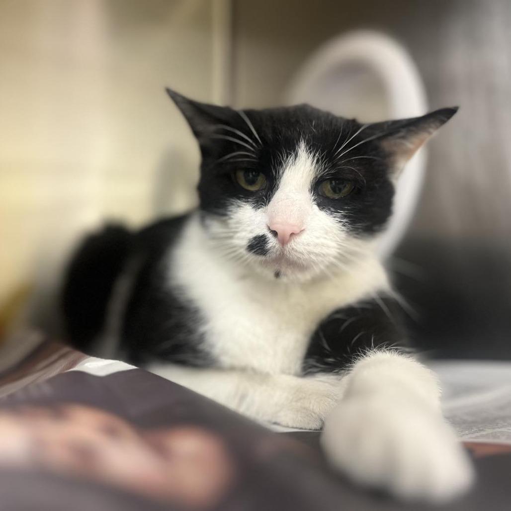 Enlarge Mosha Mosha, a Adoptable Domestic Short Hair in Wheeling, IL image 3/6