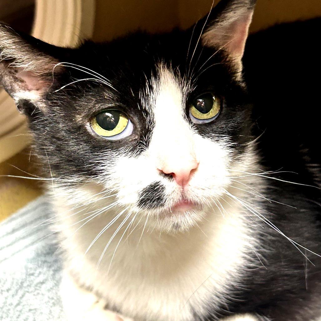 Enlarge Mosha Mosha, a Adoptable Domestic Short Hair in Wheeling, IL image 4/6