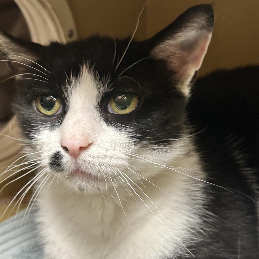 Enlarge Mosha Mosha, a Adoptable Domestic Short Hair in Wheeling, IL image 5/6