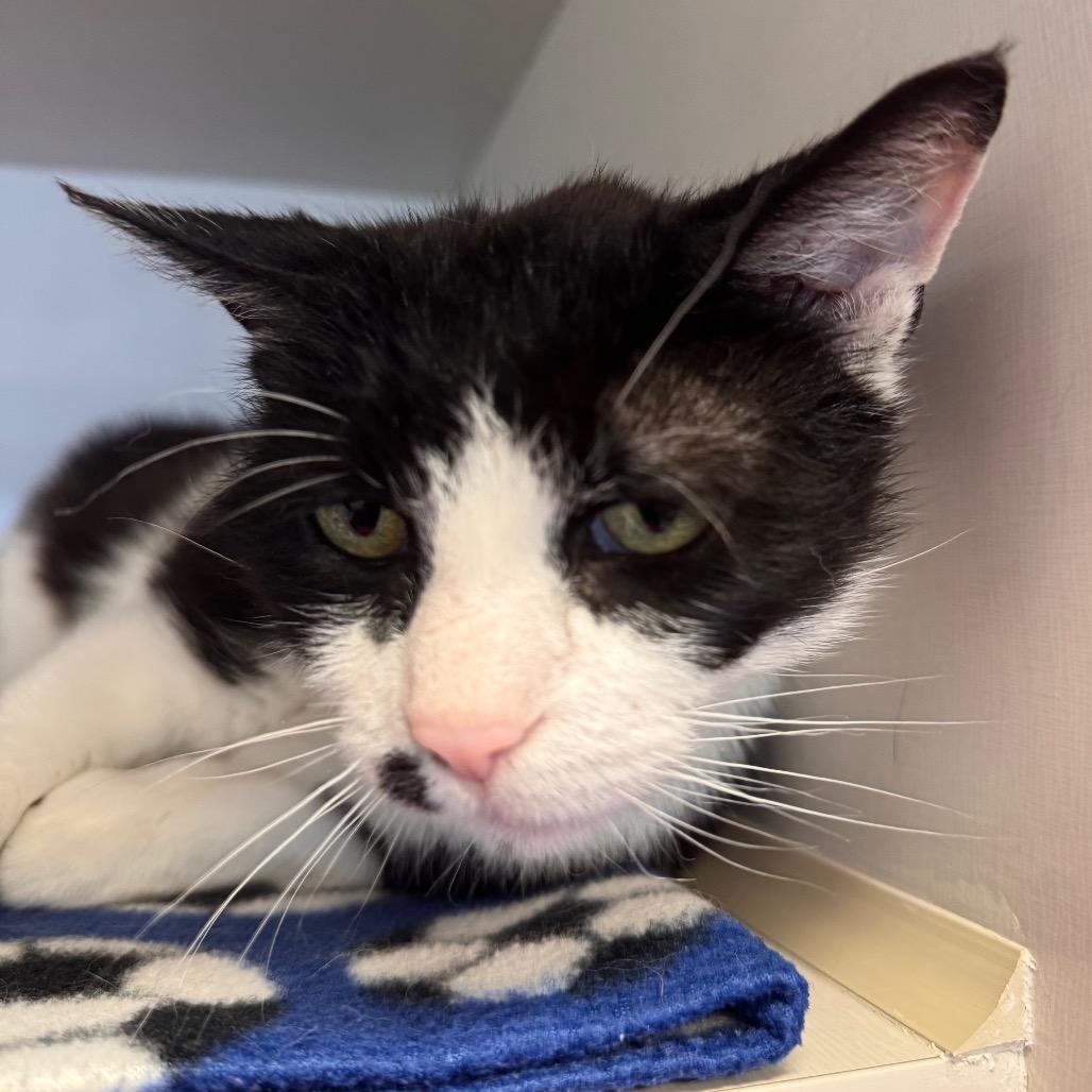 Enlarge Mosha Mosha, a Adoptable Domestic Short Hair in Wheeling, IL image 6/6