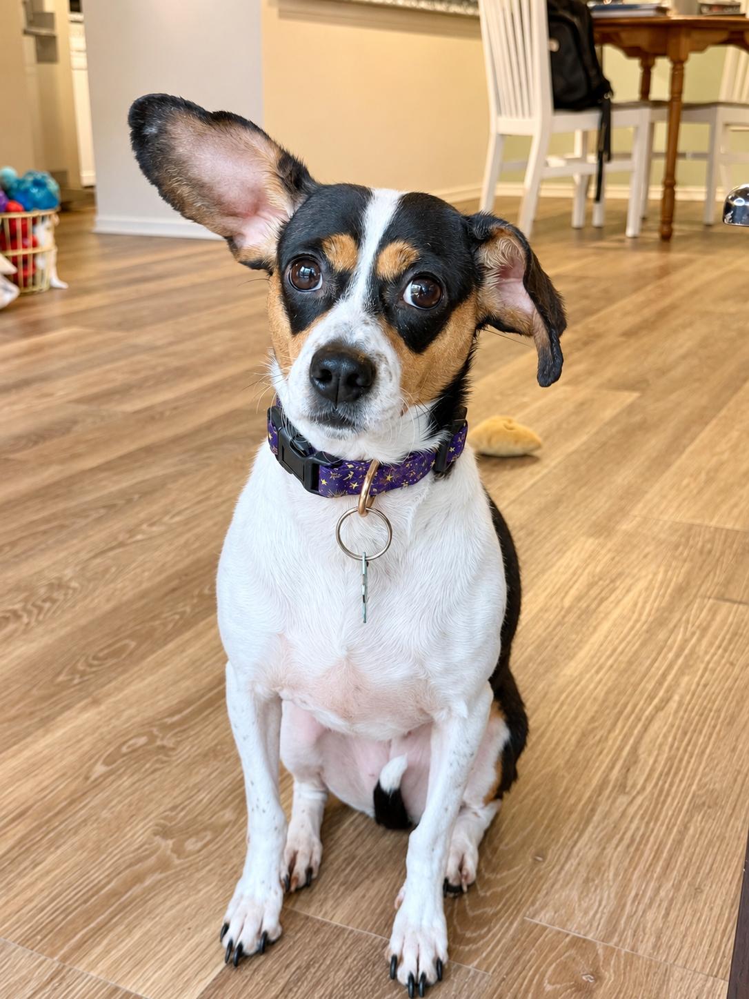 Enlarge Matilda, a Adoptable Rat Terrier in South Lyon, MI image 5/6