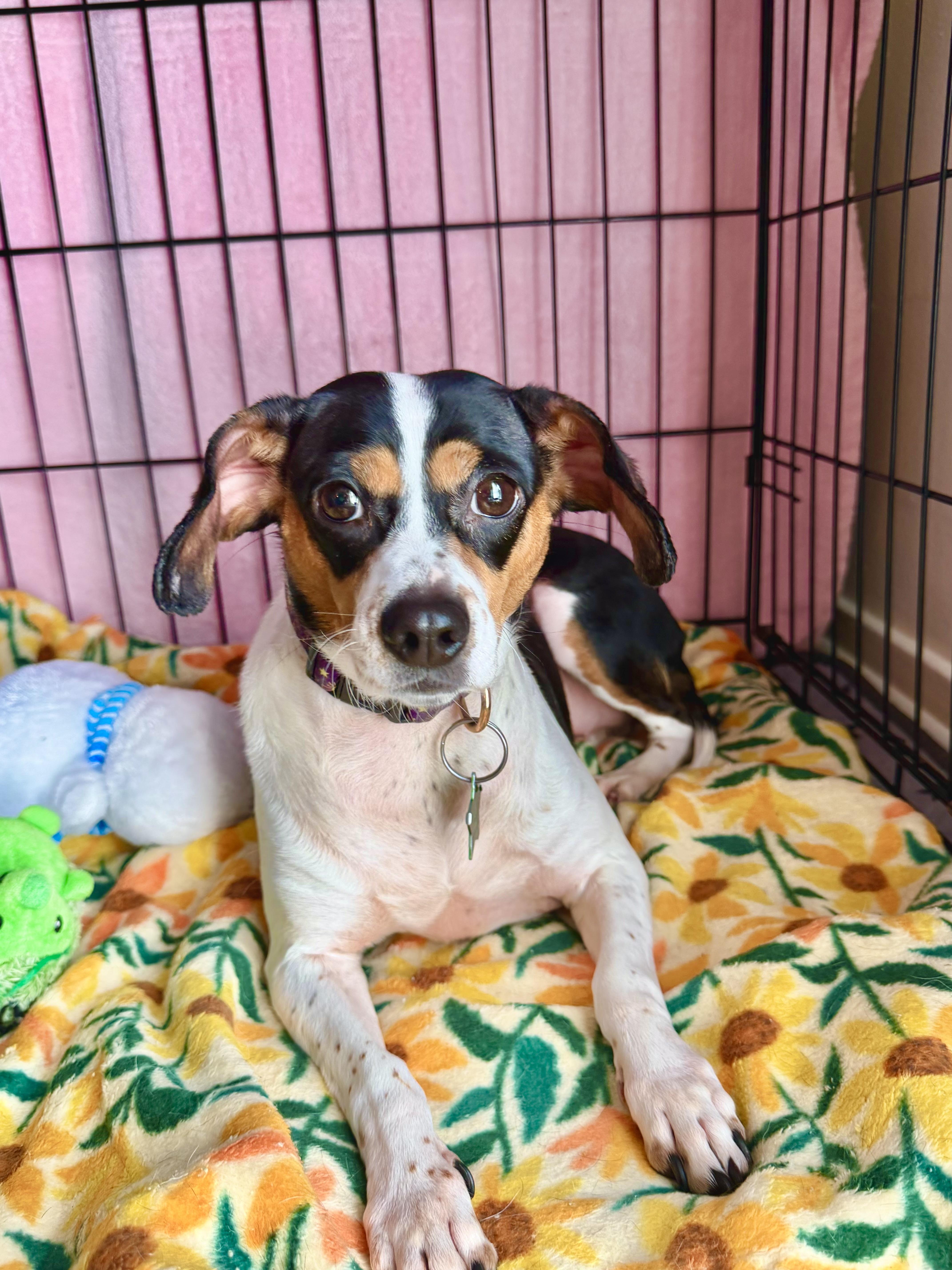 Enlarge Matilda, a Adoptable Rat Terrier in South Lyon, MI image 3/6