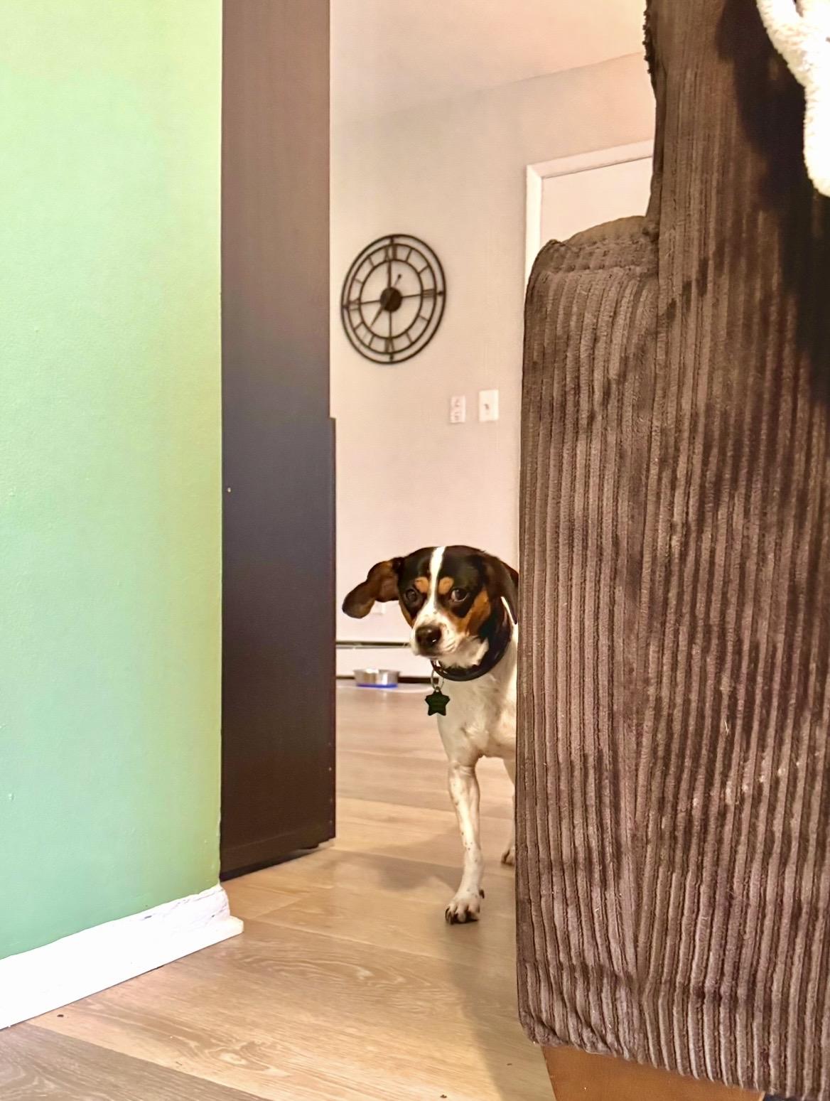 Enlarge Matilda, a Adoptable Rat Terrier in South Lyon, MI image 4/6