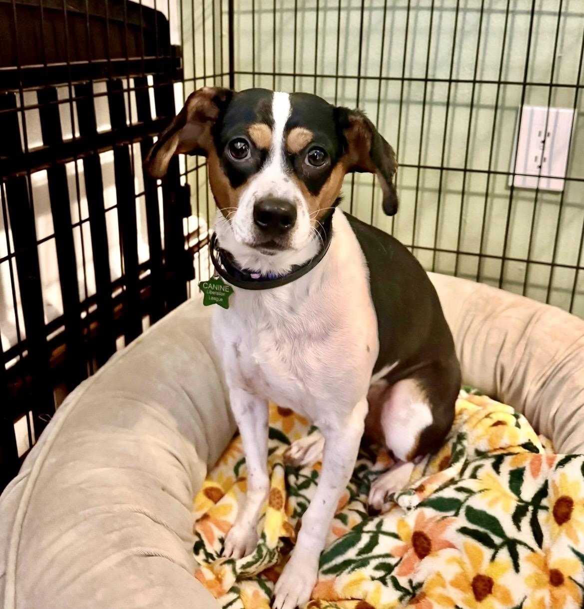 Enlarge Matilda, a Adoptable Rat Terrier in South Lyon, MI image 2/6