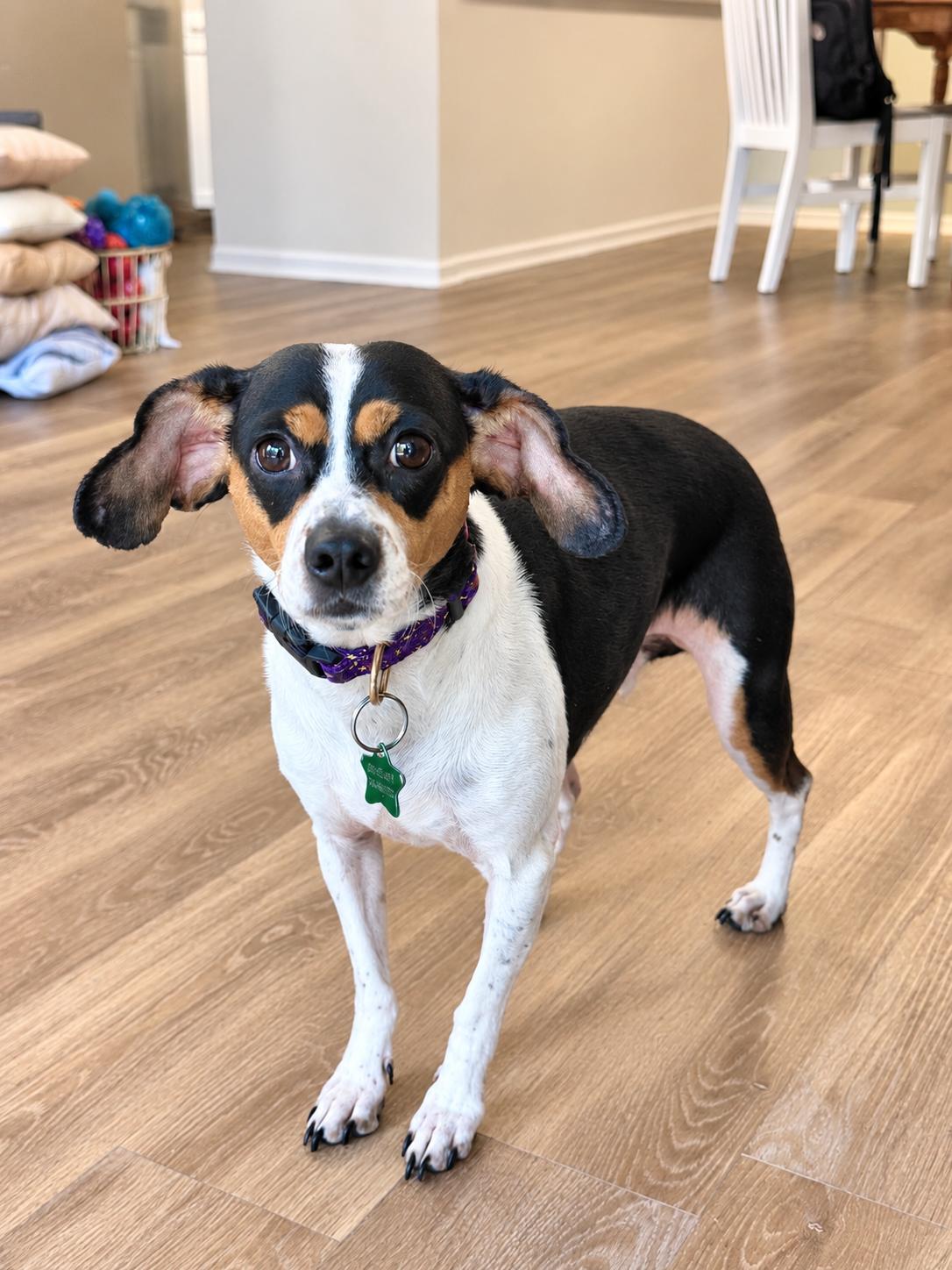 Enlarge Matilda, a Adoptable Rat Terrier in South Lyon, MI image 1/6