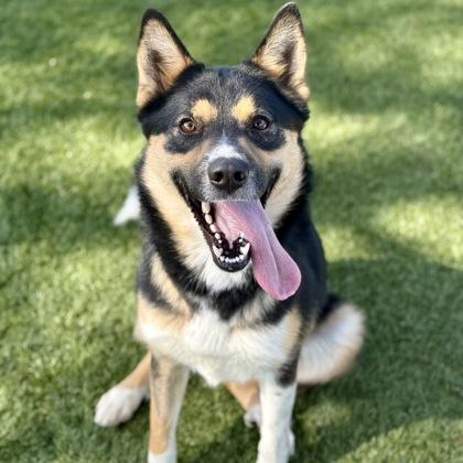 Enlarge Tara, a ADOPTABLE mixed breed in Red Bluff, CA image 3/3