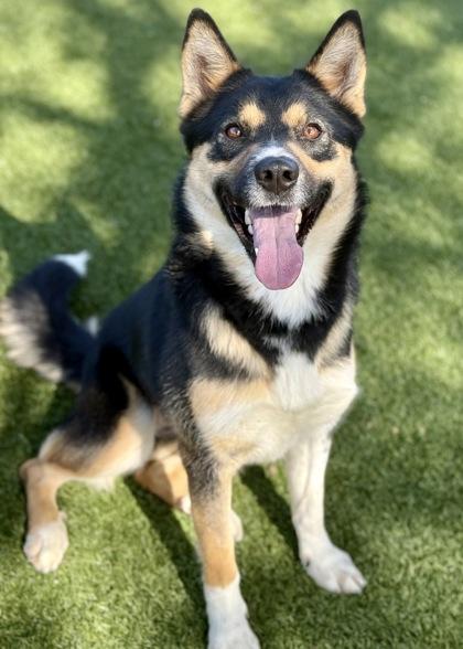 Enlarge Tara, a ADOPTABLE mixed breed in Red Bluff, CA image 2/3