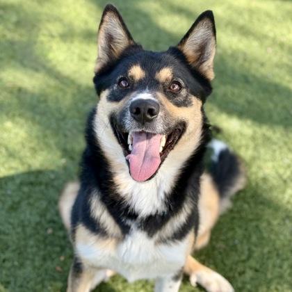 Enlarge Tara, a ADOPTABLE mixed breed in Red Bluff, CA image 1/3