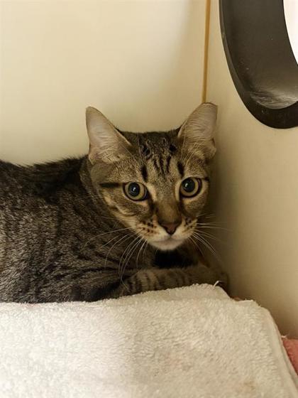 Enlarge Pouncestep - Working Cat, a Adoptable mixed breed in Fairfax, VA image 1/1