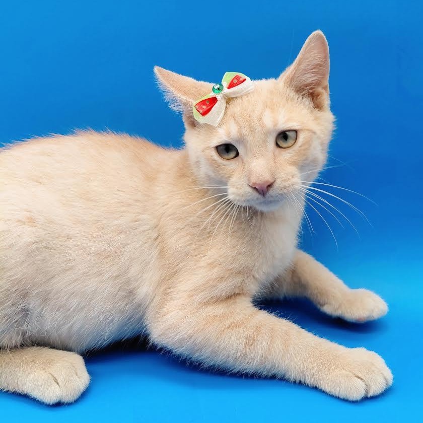 Gala, an adopted mixed breed in Springfield, MO image 6/6