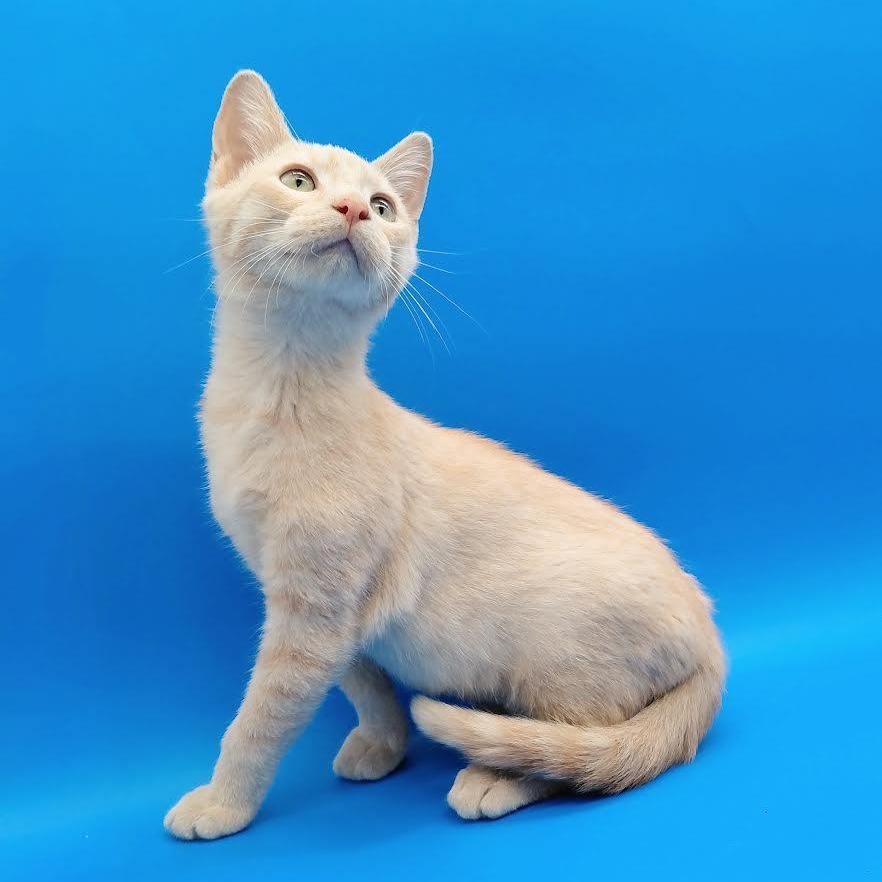 Gala, adopted, Kitten Male Domestic Short Hair.