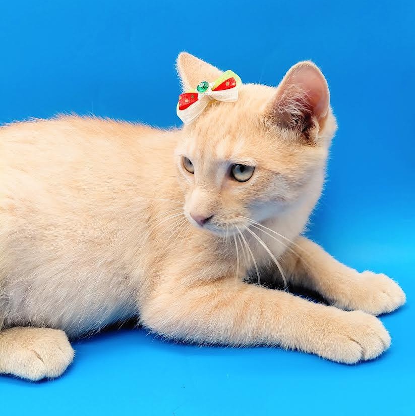Gala, an adopted mixed breed in Springfield, MO image 5/6
