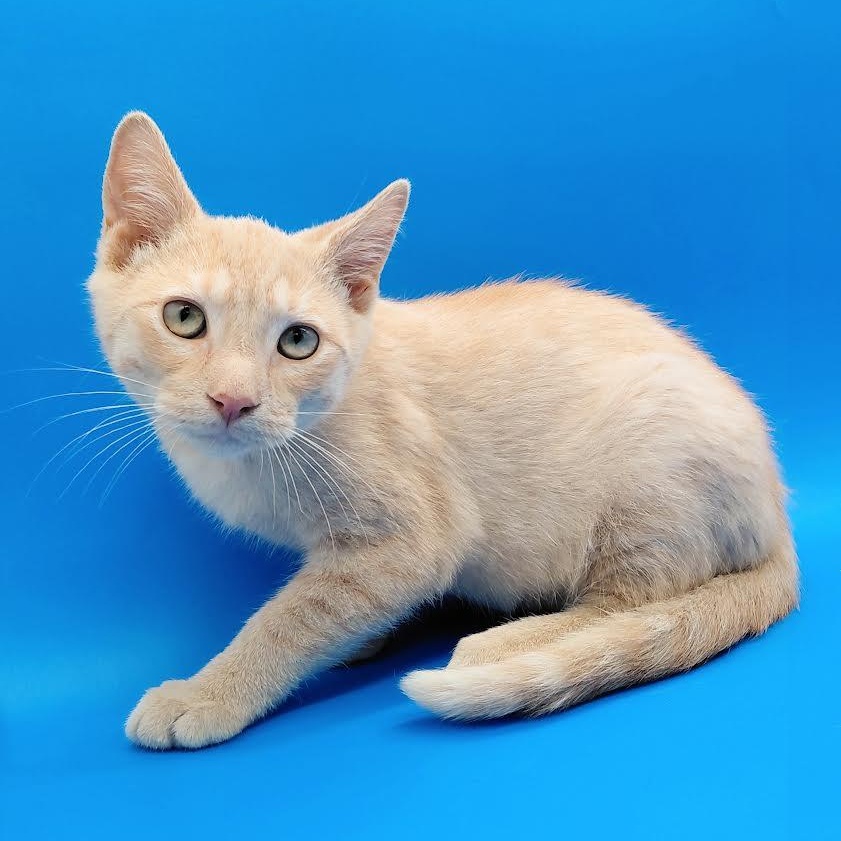 Gala, an adopted mixed breed in Springfield, MO image 4/6