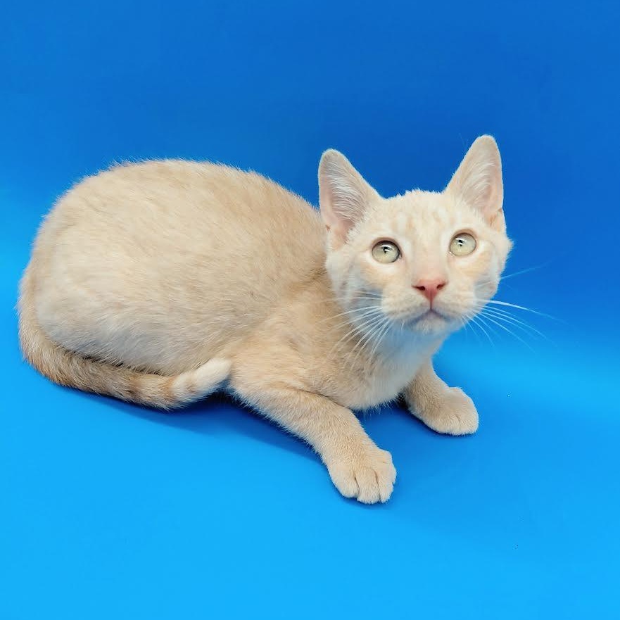 Gala, an adopted mixed breed in Springfield, MO image 3/6