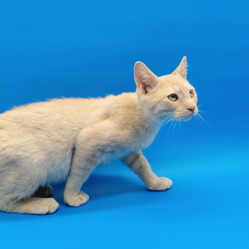 Gala, an adopted mixed breed in Springfield, MO image 2/6