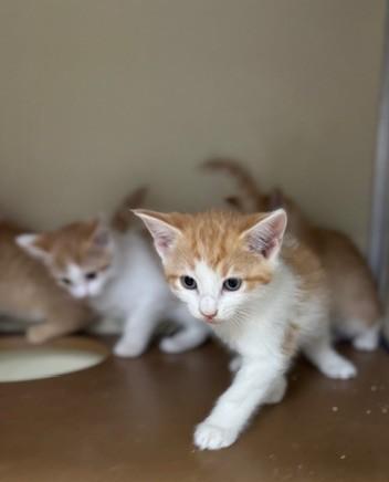 Enlarge Daniels, a ADOPTABLE Domestic Short Hair in thomson, GA image 1/1