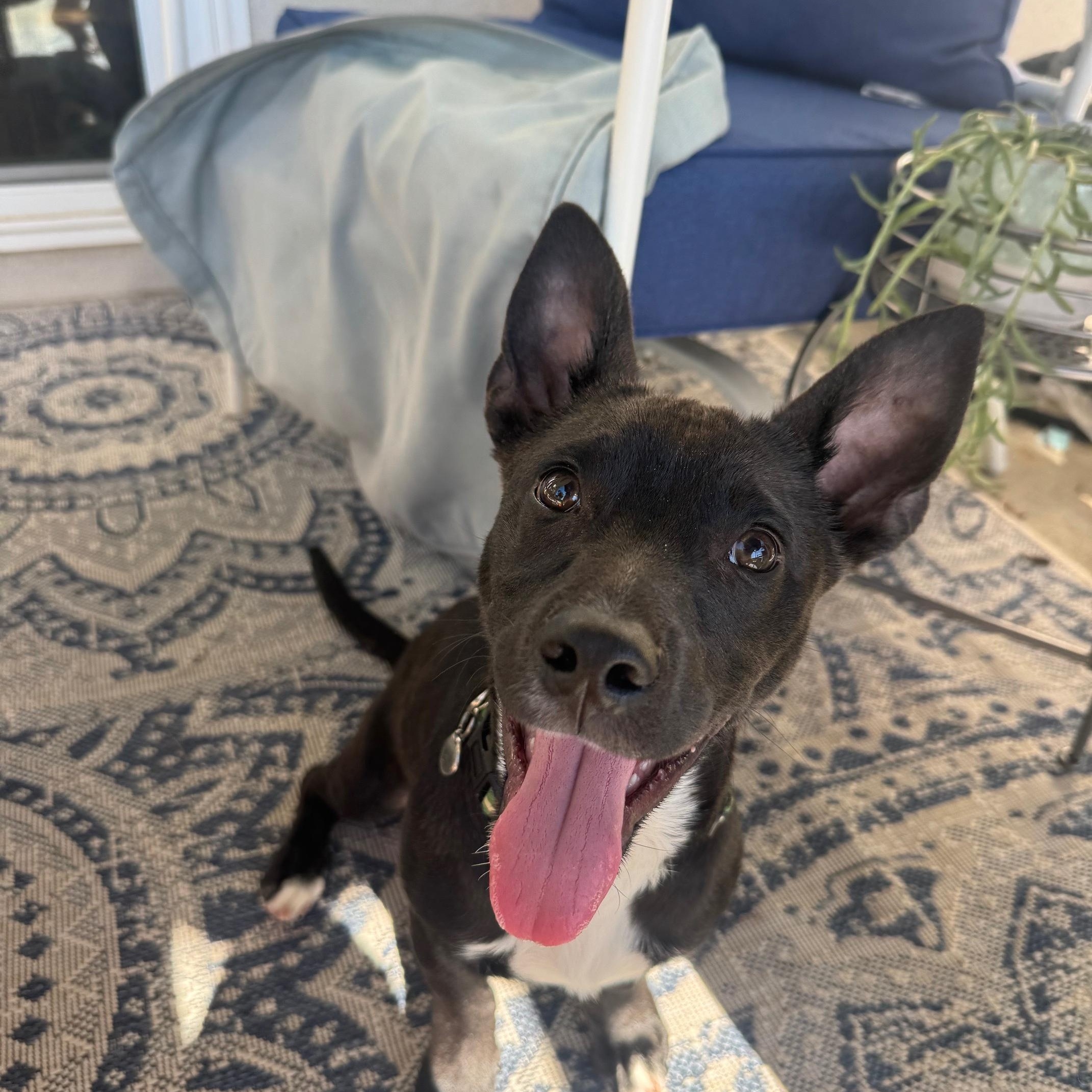 Enlarge Karhu, a ADOPTABLE mixed breed in San Diego, CA image 3/6