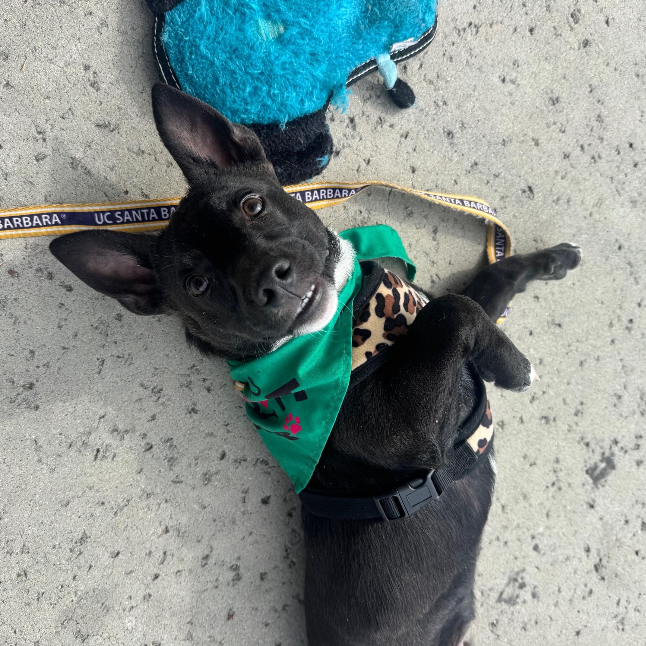 Enlarge Karhu, a ADOPTABLE mixed breed in San Diego, CA image 2/6