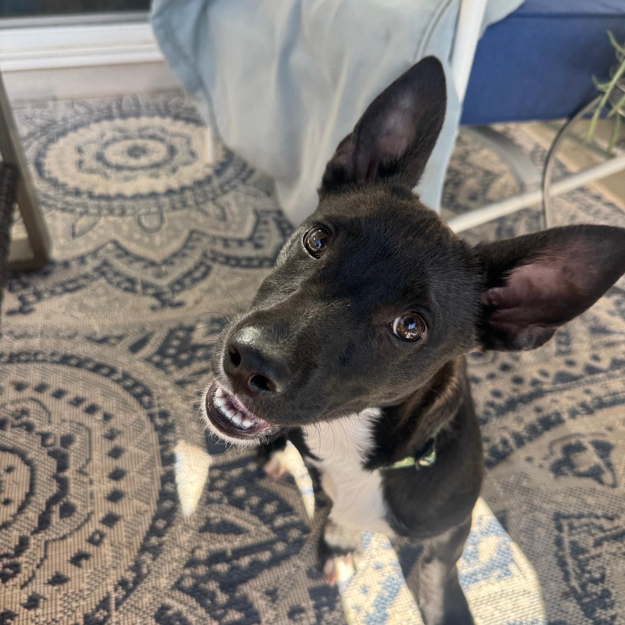 Enlarge Karhu, a ADOPTABLE mixed breed in San Diego, CA image 5/6