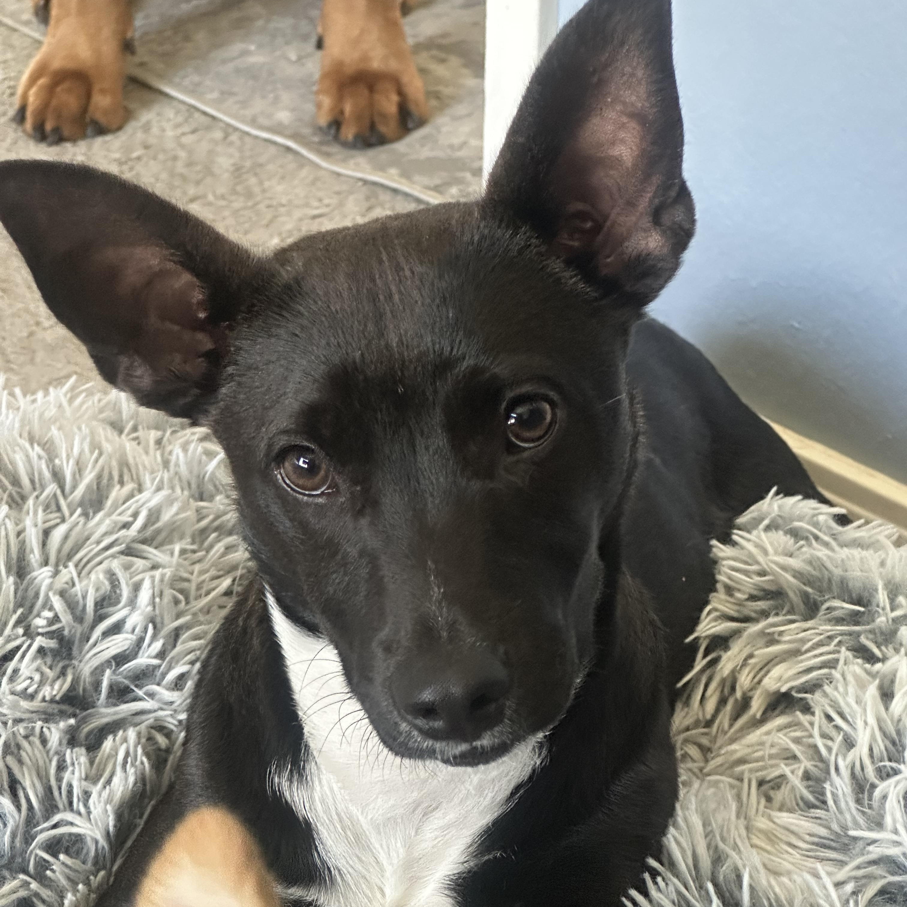 Enlarge Karhu, a ADOPTABLE mixed breed in San Diego, CA image 4/6