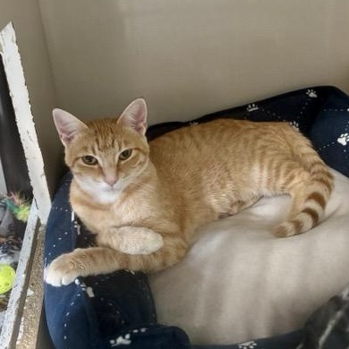 Feba, Adoptable, Young Female Domestic Short Hair.