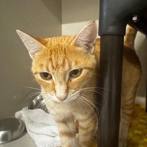 Enlarge Feba, a Adoptable Domestic Short Hair in Hutchinson, MN image 3/3