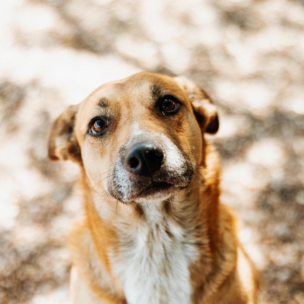 Enlarge Mildred, a Adoptable Mixed Breed in Duncan, OK image 1/3