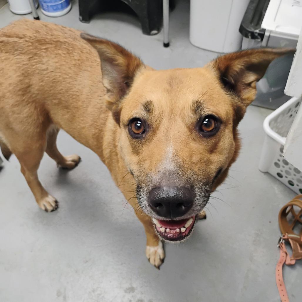 Enlarge Mildred, a Adoptable Mixed Breed in Duncan, OK image 3/3