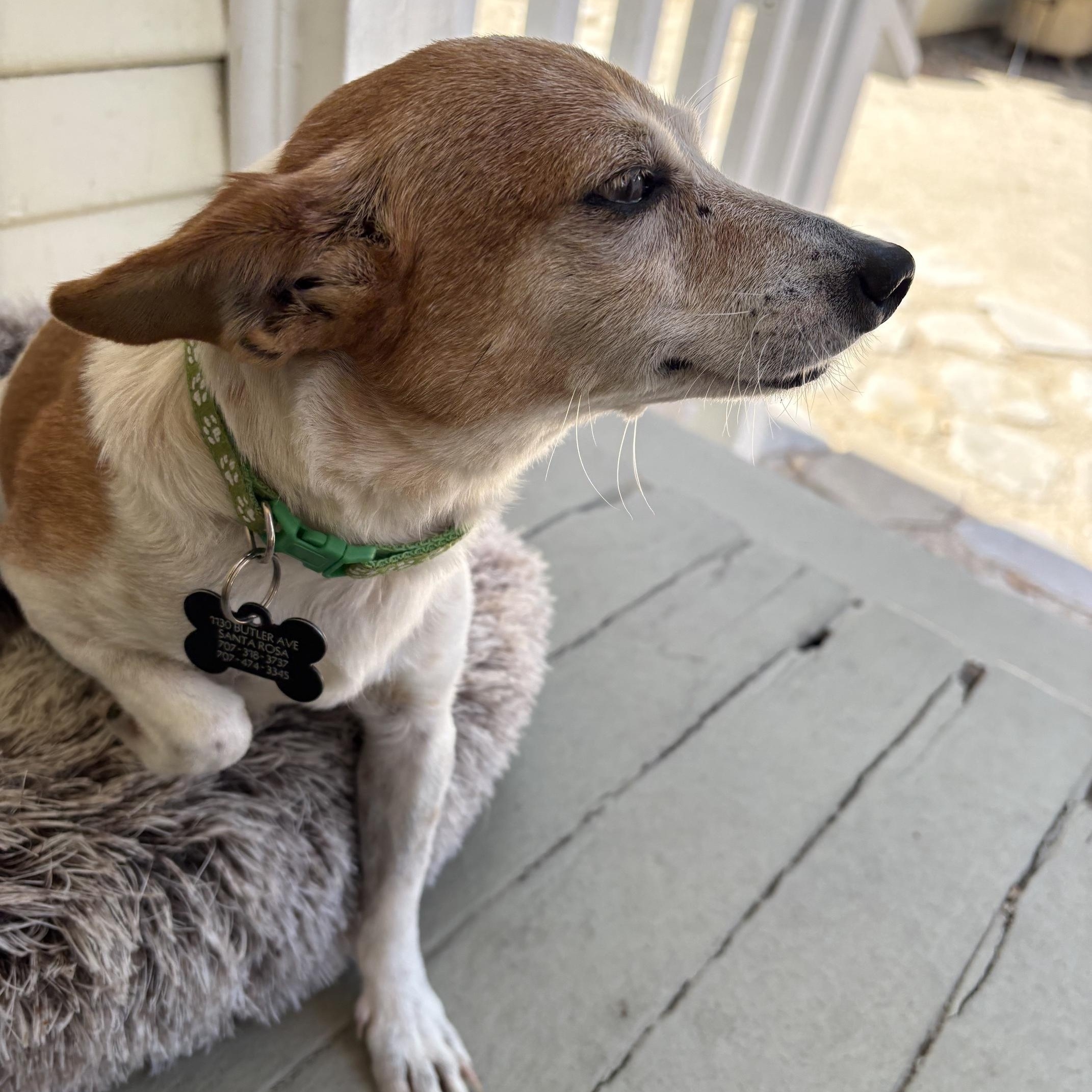 Enlarge Mulan, a Adopted mixed breed in Santa Rosa, CA image 5/6