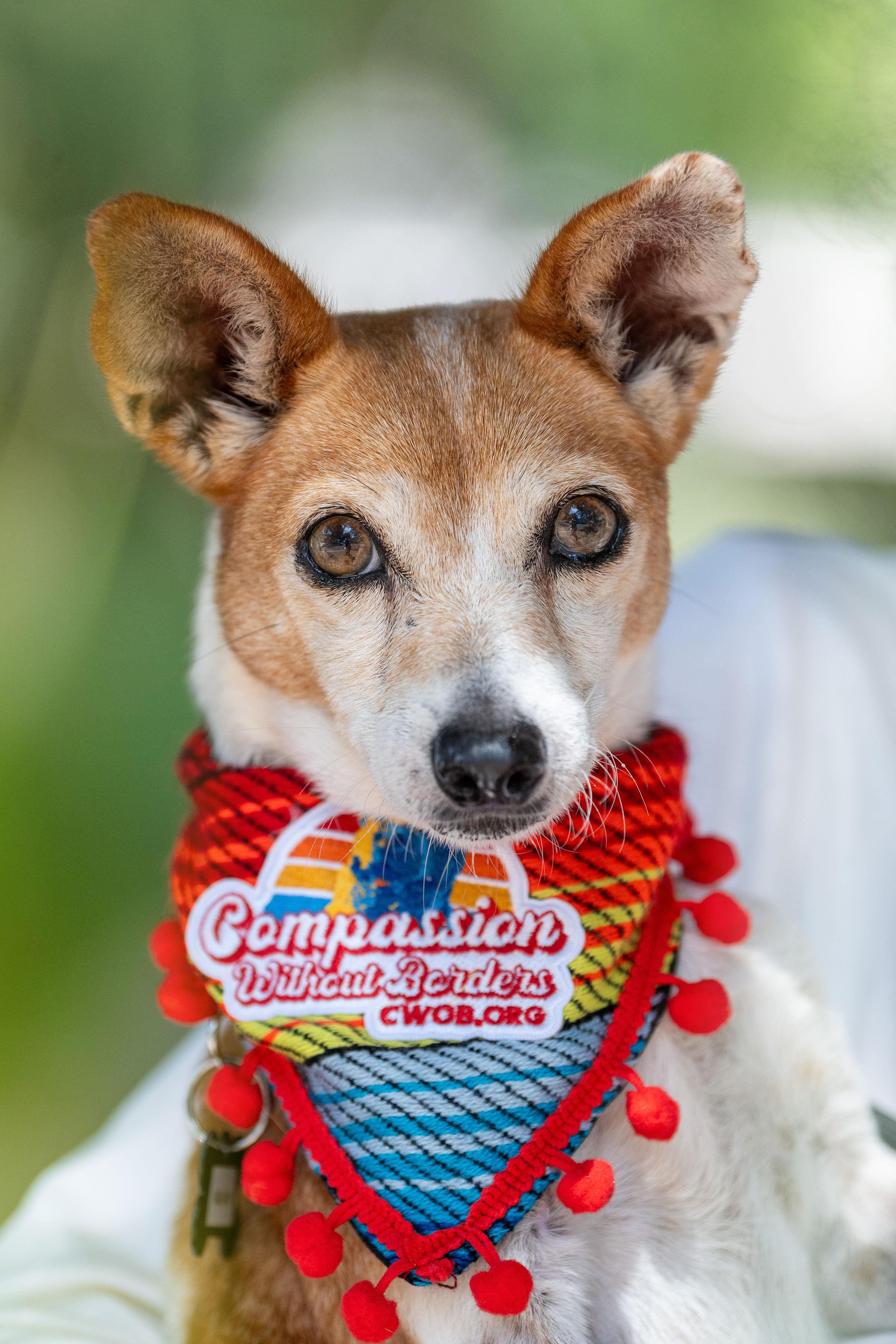 Mulan, Adopted, Senior Female Chihuahua.