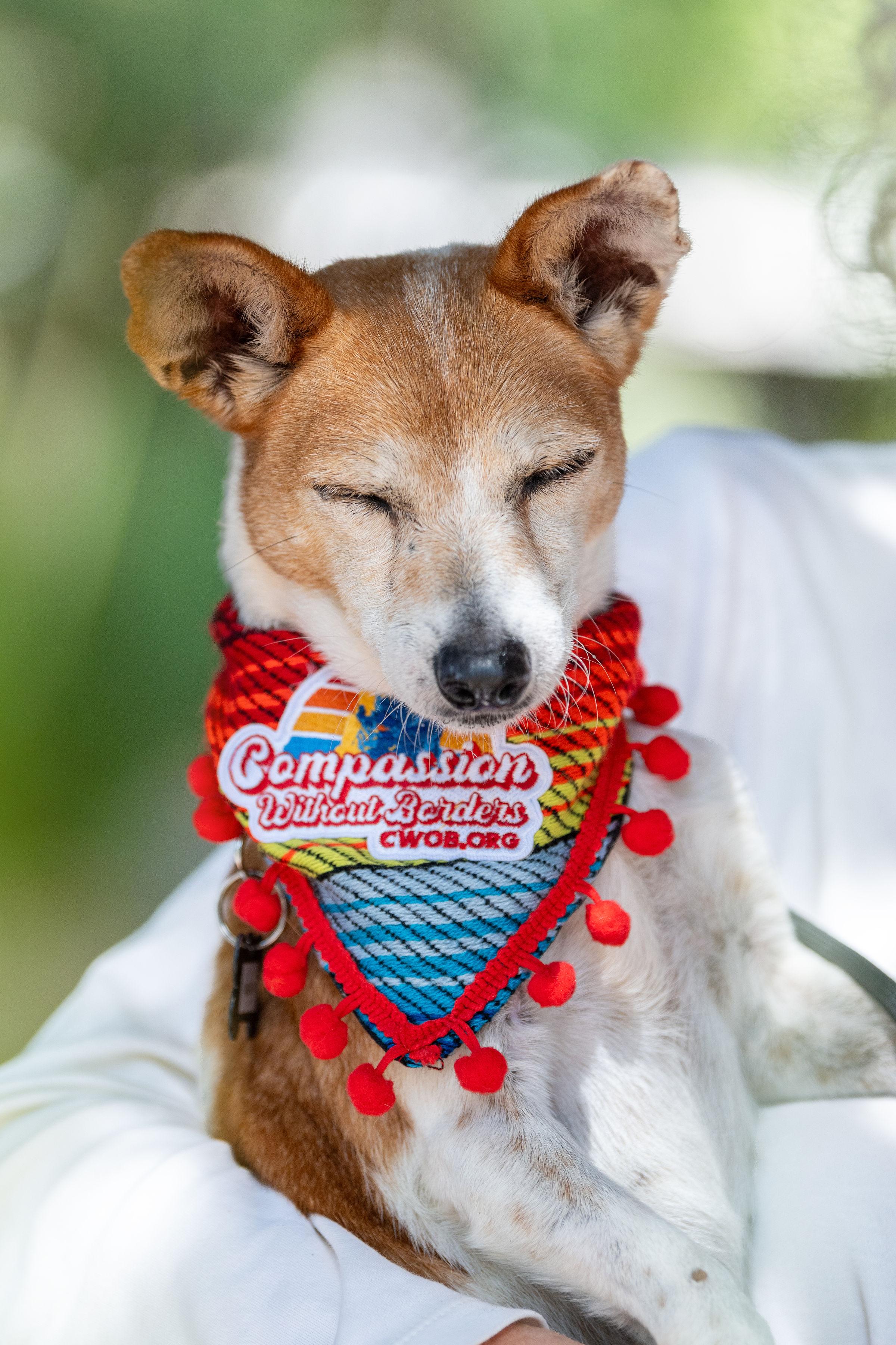 Enlarge Mulan, a Adopted mixed breed in Santa Rosa, CA image 6/6