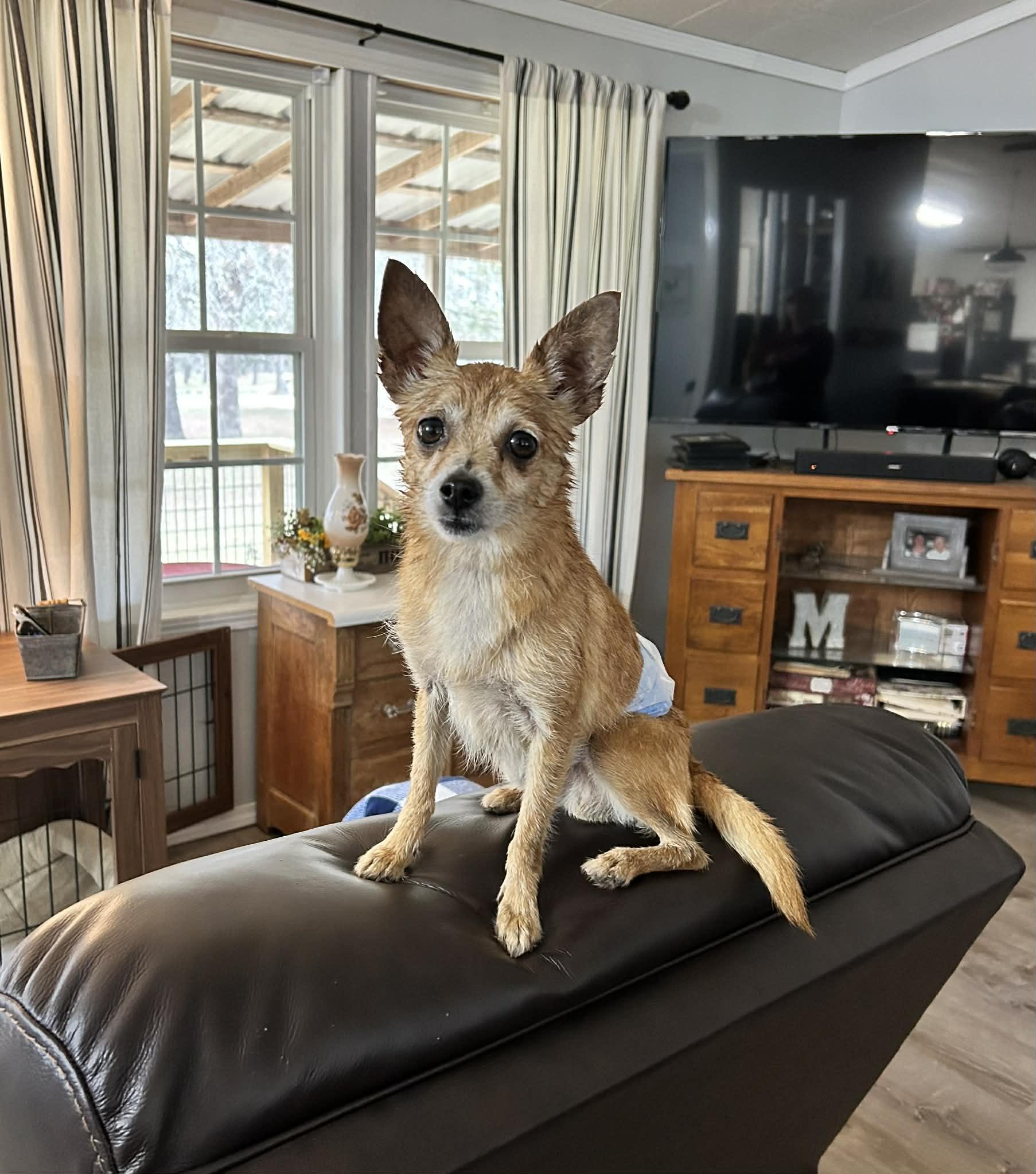 Buster, adopted, Adult Male Chihuahua.