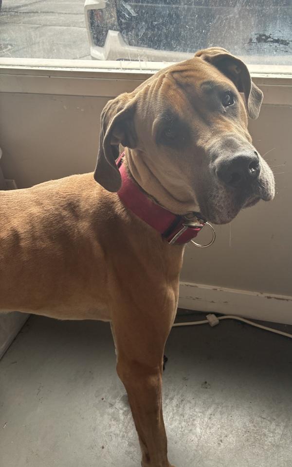 *Duffer*, Adoptable, Adult Male Great Dane.