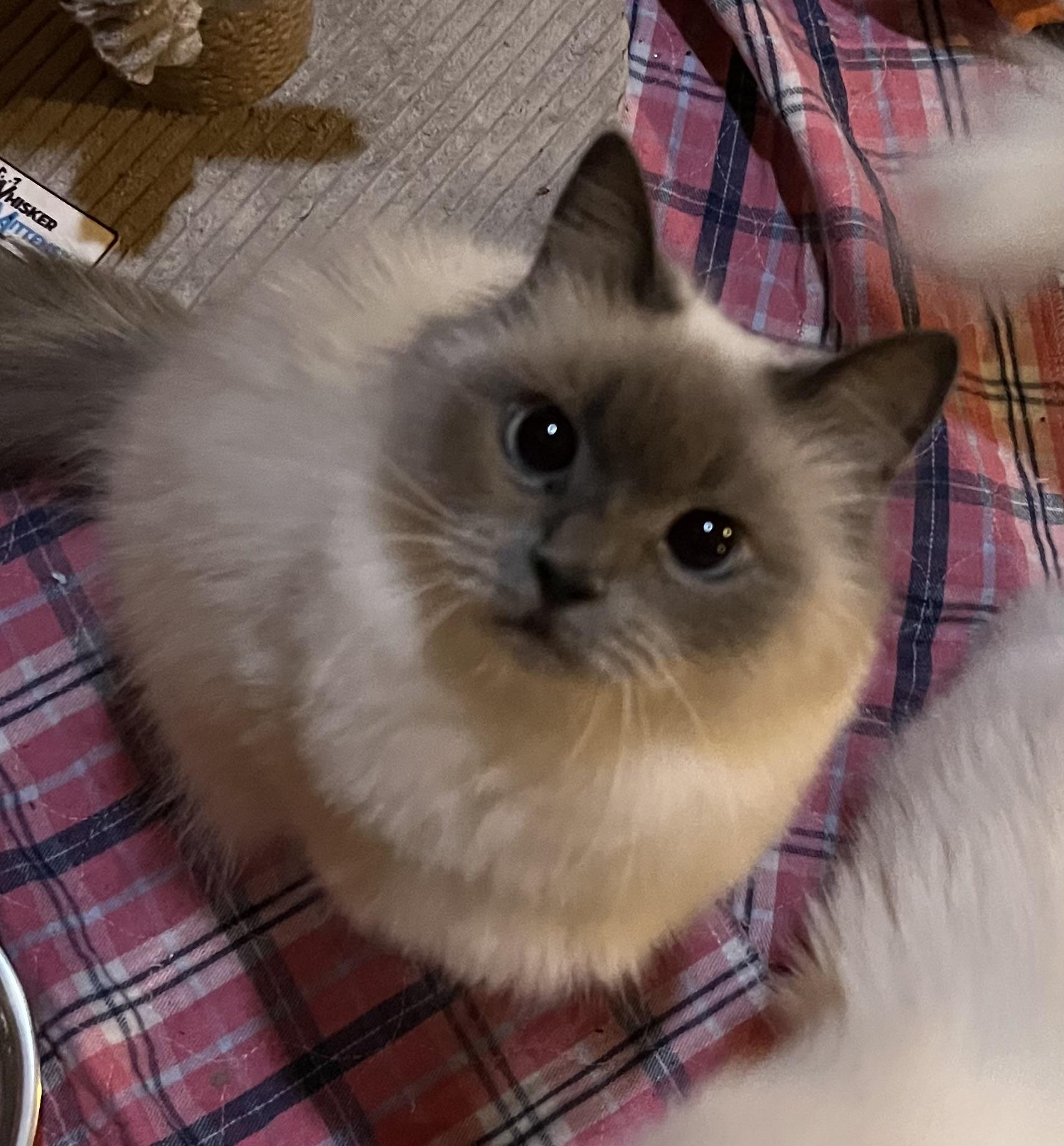 Suzie, adopted, Young Female Himalayan & Persian.