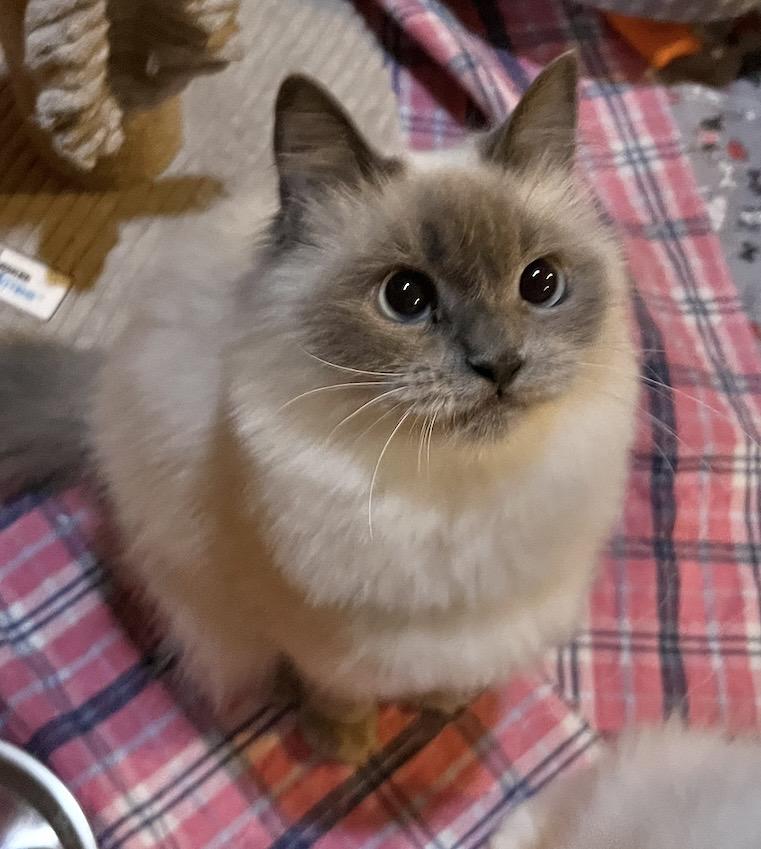 Enlarge Suzie, an adopted mixed breed in Allentown, NJ image 3/5