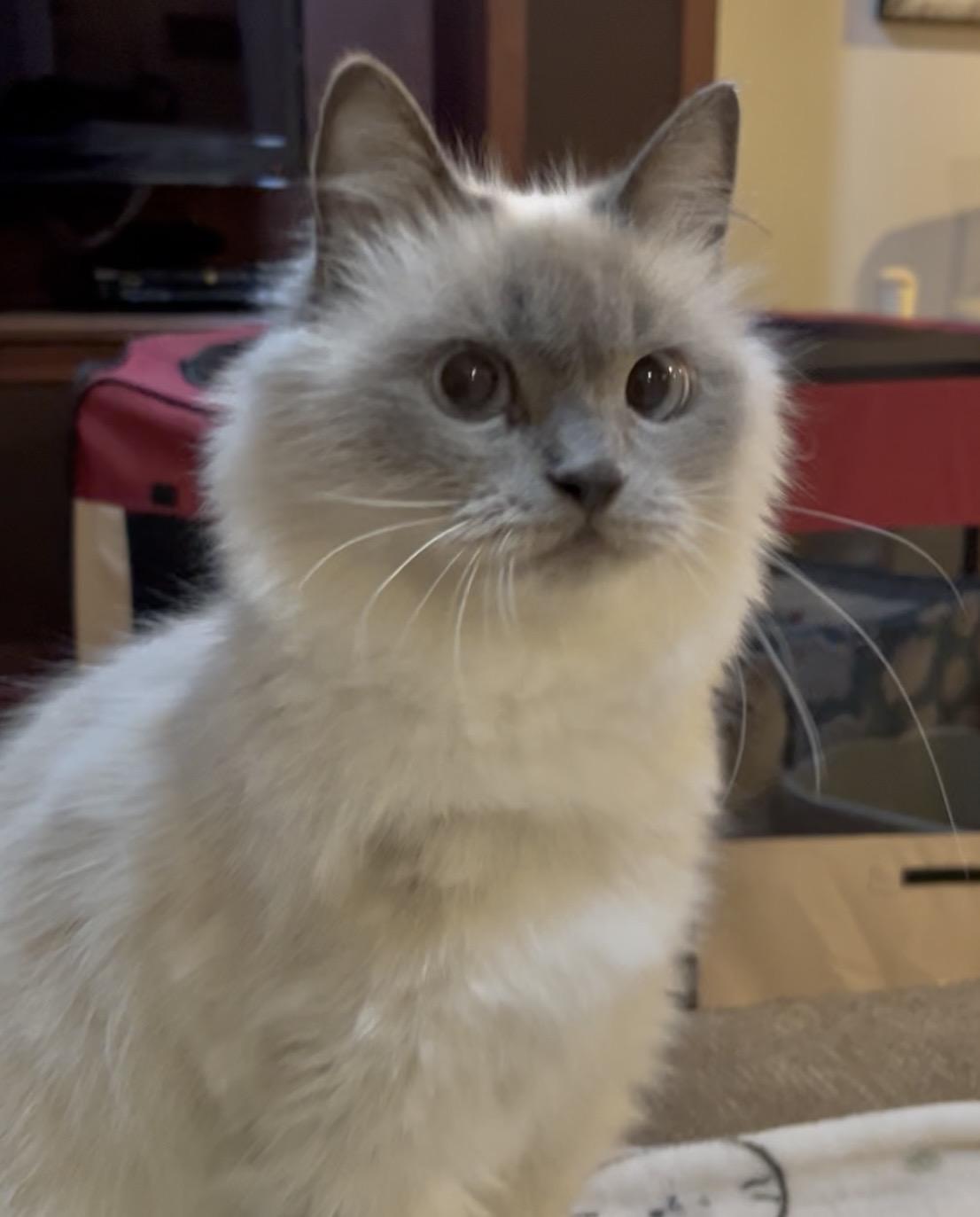 Enlarge Suzie, an adopted mixed breed in Allentown, NJ image 4/5