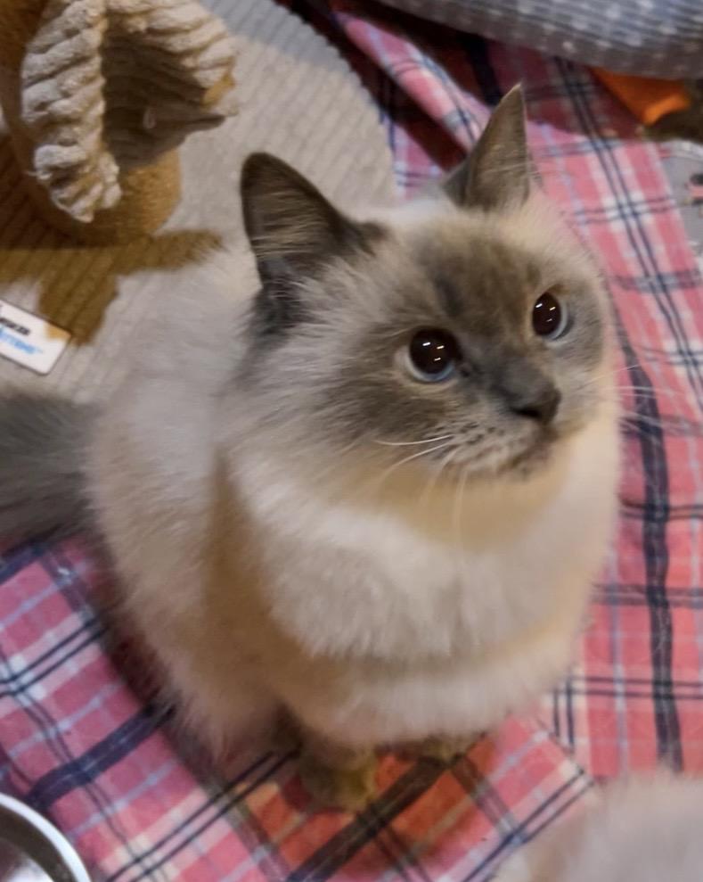 Enlarge Suzie, an adopted mixed breed in Allentown, NJ image 2/5