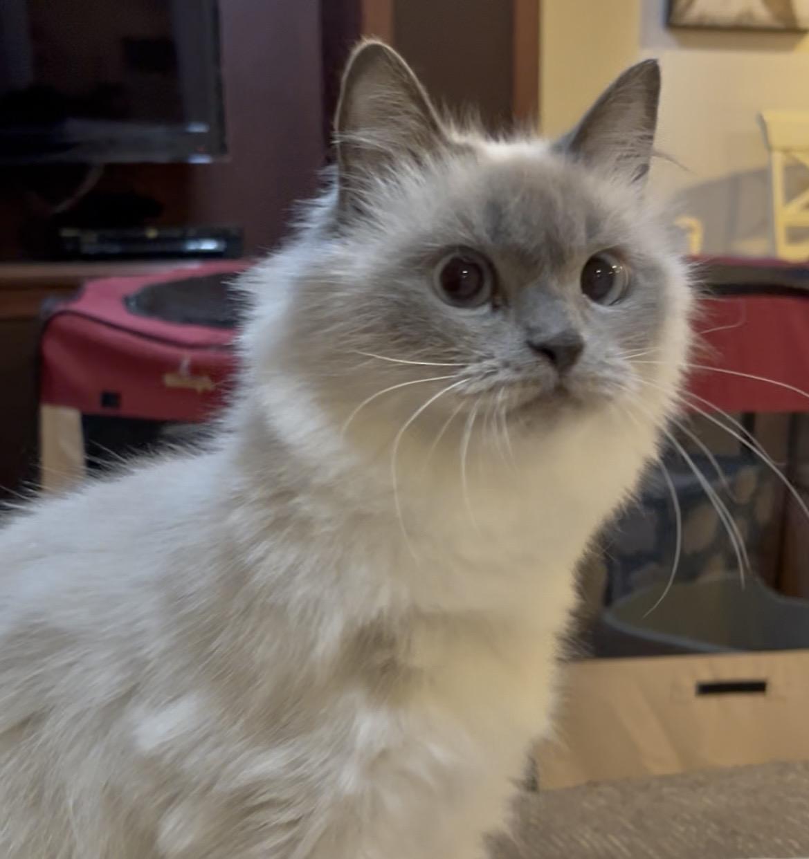 Enlarge Suzie, an adopted mixed breed in Allentown, NJ image 5/5