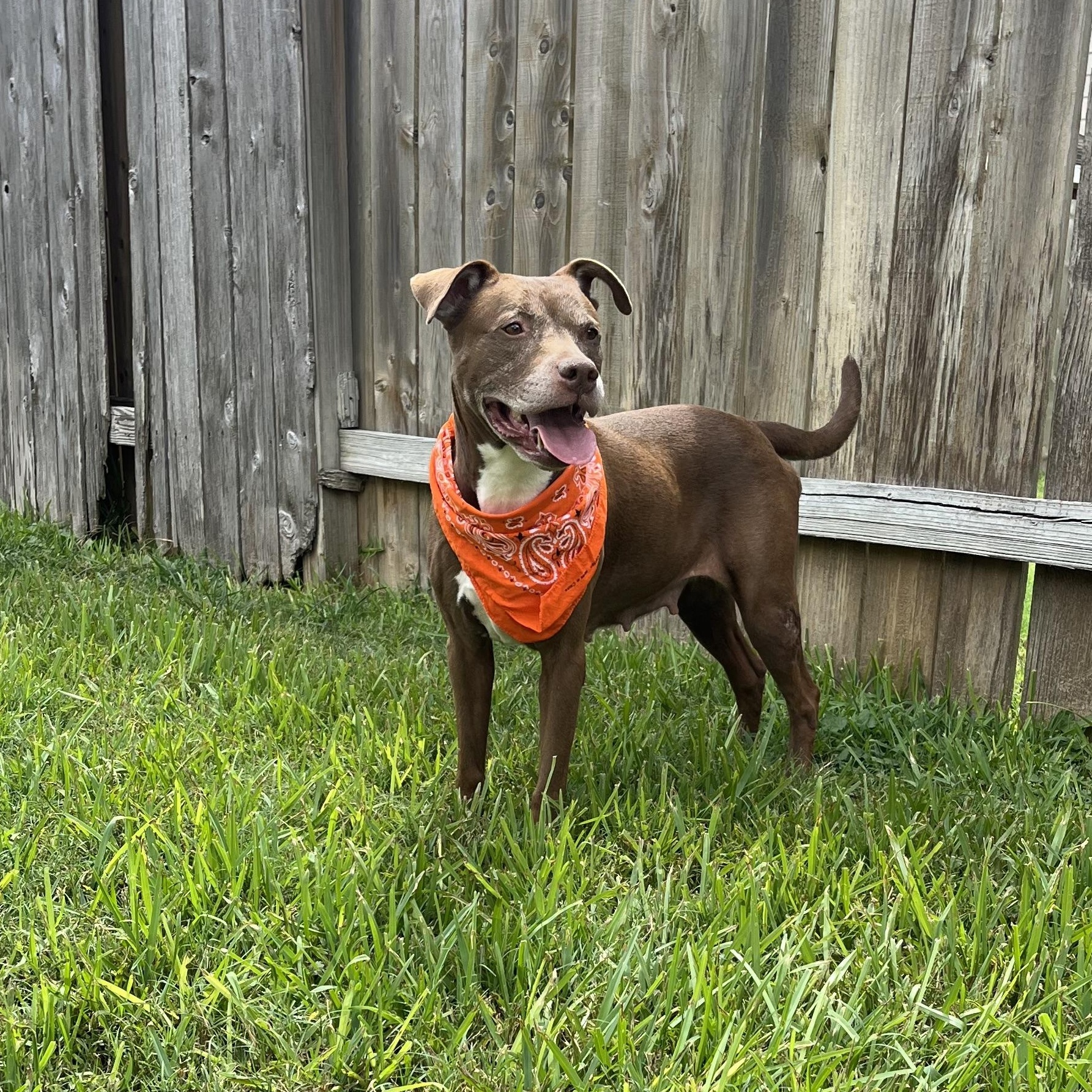 Sienna, an adoptable American Staffordshire Terrier in Calumet, MI, 49913 | Photo Image 1
