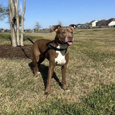 Enlarge Sienna, a Adoptable American Staffordshire Terrier in Calumet, MI image 5/6