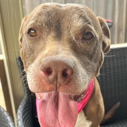 Sienna, an adoptable American Staffordshire Terrier in Calumet, MI, 49913 | Photo Image 3
